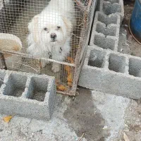 سگ پا کوتا|سگ|بم, |دیوار