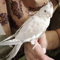 دو عدد عروس هلندی دستی|پرنده|شاهینشهر, فیض|دیوار