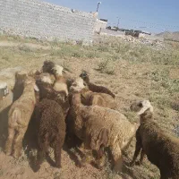 بره نر ترکی