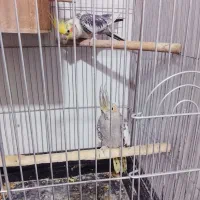 عروس هلندی|پرنده|پاکدشت, پاکدشت (مامازند)|دیوار