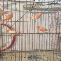 قناری|پرنده|اصفهان, کساره|دیوار