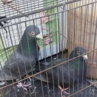 پلاکی|پرنده|ملایر, |دیوار