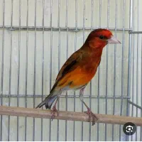 پرنده سهره قناری کلکسیونی عطیقه