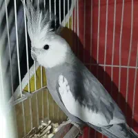 عروس هلندی وات فیس