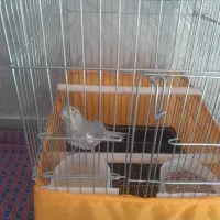 عروس هلندی نر 5 ماهه