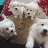 توله شیتزو اشپیتز