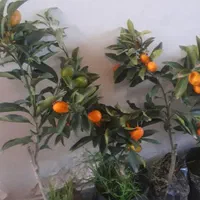 نهال کامکوآت ۲ الی ۳ ساله مناسب خانه و باغچه|گل و گیاه طبیعی|کرج, شهرک سهرابیه|دیوار