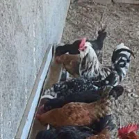 مرغ محلی خروس