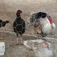 بوقلمون محلی وغاز درجه یک|حیوانات مزرعه|شیراز, شهدای شهرک سعدی|دیوار