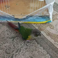 طوطی گرینچیک|پرنده|رضویه, |دیوار