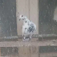 کبوتر گلی|پرنده|آباده, |دیوار