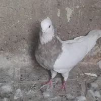 فروش طوقی وپلاکی|پرنده|دره شهر, |دیوار