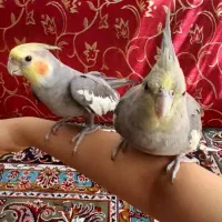 عروس هلندی سخنگو جفت|پرنده|تهران, بهمن یار|دیوار