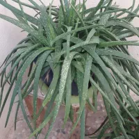 گل طبیعی و آپارتمانی|گل و گیاه طبیعی|یاسوج, |دیوار