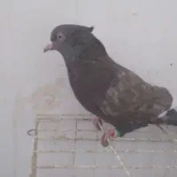 سینه'قهوه ای نر|پرنده|اهواز, منبع اب|دیوار