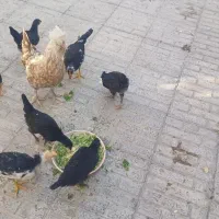 مرغ و جوجه
