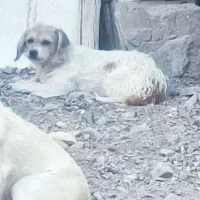 سگ پاکوتاه|سگ|رفسنجان, |دیوار