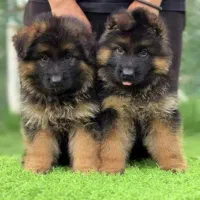 سگ ژرمن اصیل شولاین