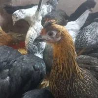 جوجه محلی جهادی