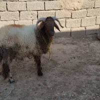 قوچ|حیوانات مزرعه|کرخه, |دیوار