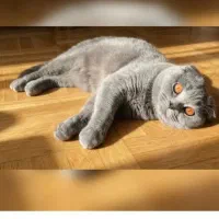 واگذار دو عدد گربه اسکاتیش و بریتیش ماده