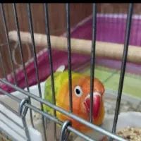 طوطی برزیلی|پرنده|قشم, |دیوار