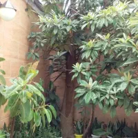 گل یوکا|گل و گیاه طبیعی|رشت, فلسطین|دیوار