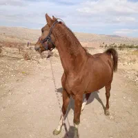 قیار و نعل بندی اسب