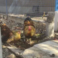 تخم نطفه دار  و جوجه برهما .ویاندوت و گلین|حیوانات مزرعه|سبزوار, صالح آباد|دیوار