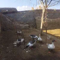 غاز خودمانی|حیوانات مزرعه|ملایر, |دیوار