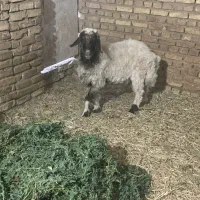 یک عدد بره جوان ترکی