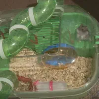 همسفر جفت|موش و خرگوش|قم, سالاریه|دیوار