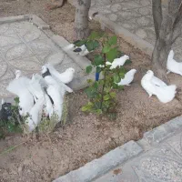 کبوتر چتری سفید بدون غلط کاکلی