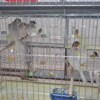 فروش قناری|پرنده|اردکان, |دیوار