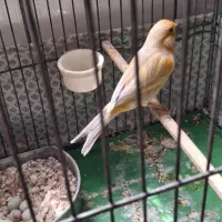 قناری نرو  ماده پرتعالی و لیمویی  در شهرری