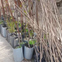 نهال.پاکتی همه رقم بادام شلیل گیلاس (۸۰هزار تومن)