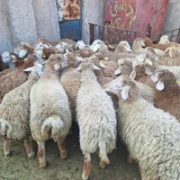ارگانیک دام مزرعه گوسفند زنده کم شکم /پروار شده|حیوانات مزرعه|کرج, خرمدشت|دیوار