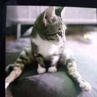 پیشی مهربون