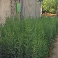 نشاء لاوسون فونیکس نایلکسی سرو شیراز لاوسون سطل 12|خدمات باغبانی و درختکاری|رودسر, |دیوار