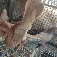 کبوتر کله ای