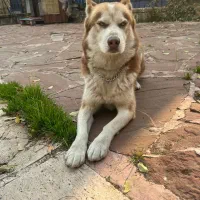 سگ هاسکی از خونه زده بیرون
