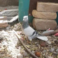 سبز دمسفید نر