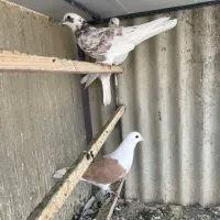 کبوتر پرشی یکجا|پرنده|دماوند, گیلاوند|دیوار