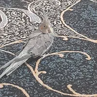 عروس‌هلندی