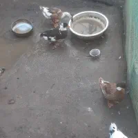 اوردک محلی|حیوانات مزرعه|لولمان, |دیوار