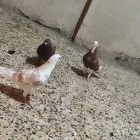 کبوتر دورگ|پرنده|خرمآباد, |دیوار