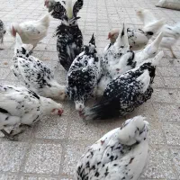 تخم مرغ نطفه دار گلین