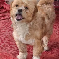 توله شیتزو اصلی