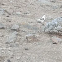 کبوتر|پرنده|پاپی, |دیوار