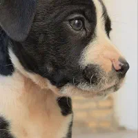 واگزاری توله پیت بول